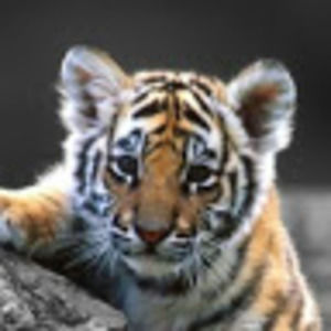 Meet your Posher, Ella